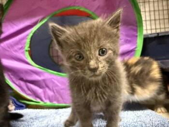 Google (Available est 7/24/26) -  Domestic Short Hair Cat for Adoption in Williamsburg, Iowa - Google (Available Est 7/24/26) | PetCurious