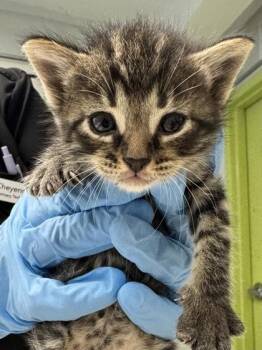 Odyssey -  Domestic Short Hair Cat for Adoption in Daytona Beach, Florida - Odyssey | PetCurious