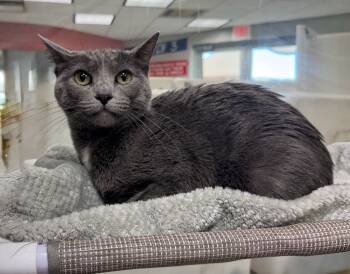 Rescue Domestic Short Hair Cats for Adoption in Columbia, Tennessee - Mary | PetCurious