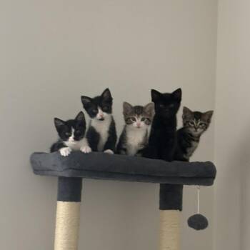Domestic Short Hair Cats Available for Adoption in Chicago, Illinois - Puffball | PetCurious