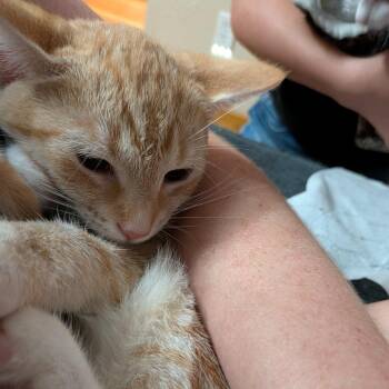 Miriam -  Domestic Short Hair Cat for Adoption - Miriam | PetCurious
