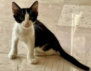 Jasper -  Domestic Short Hair Cat for Adoption in West Palm Beach, Florida - Jasper | PetCurious