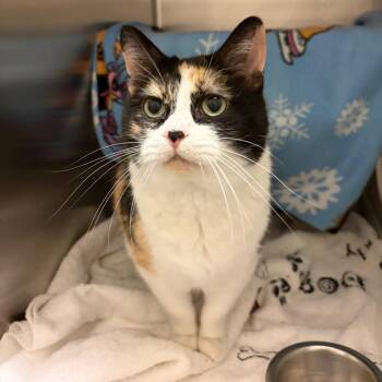 Domestic Short Hair Cats Available for Adoption in Council Bluffs, Iowa - Vaelus | PetCurious