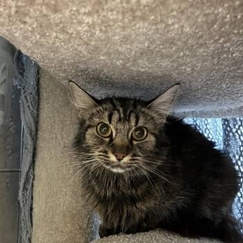 Dolly Parton -  Domestic Medium Hair Cat for Adoption in Bedford, New Hampshire - Dolly Parton | PetCurious