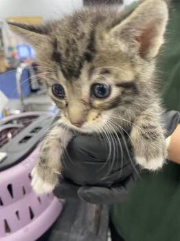 BLUEBERRY MUFFIN -  Domestic Short Hair Cat Available for Adoption in Palmetto, Florida - BLUEBERRY MUFFIN | PetCurious