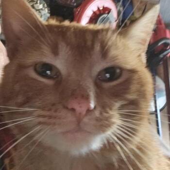 Domestic Short Hair Cats Available for Adoption in Melrose, Massachusetts - Mikey | PetCurious