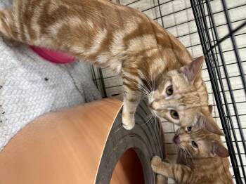 Orange Julius -  Tabby and Domestic Short Hair Cat for Adoption in New Orleans, Louisiana - Orange Julius | PetCurious