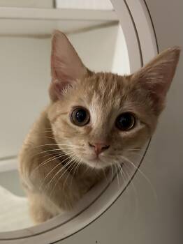 Blitz -  Domestic Short Hair Cat for Adoption in Mason City, Iowa - Blitz | PetCurious