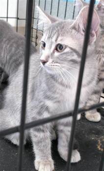 Domestic Short Hair Cats Available for Adoption in Oklahoma City, Oklahoma - A473836 | PetCurious