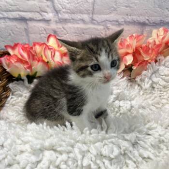 Willow -  Domestic Short Hair Cat for Adoption in Harrisonburg, Virginia - Willow | PetCurious