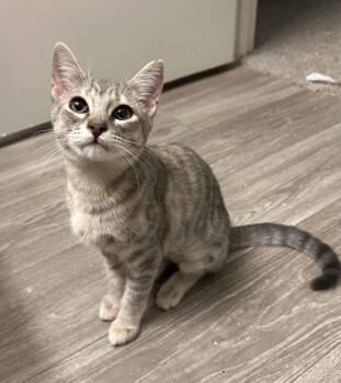 Grace Chasity -  Domestic Short Hair Cat for Adoption in Tucson, Arizona - Grace Chasity | PetCurious