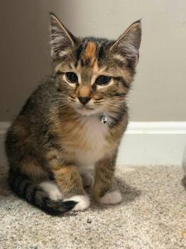 Sprinkle -  Domestic Short Hair Cat for Adoption in Newport, Kentucky - Sprinkle | PetCurious