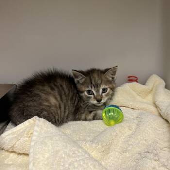 Bug -  Domestic Short Hair Cat for Adoption in Harrisonburg, Virginia - Bug | PetCurious