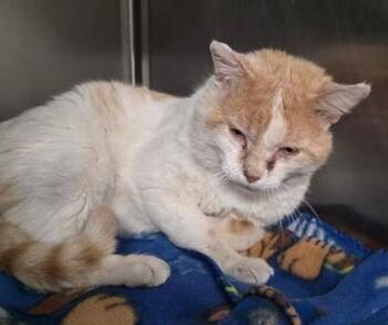 Thomas -  Domestic Short Hair Cat for Adoption in Clinton, Missouri - Thomas | PetCurious