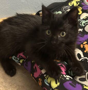 Samone -  Domestic Medium Hair Cat for Adoption in Hammond, Louisiana - Samone | PetCurious
