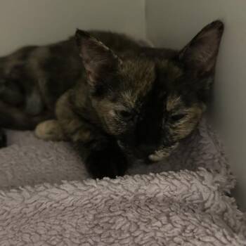 Reading Railroad -  Domestic Short Hair Cat for Adoption in Walnut Creek, California - Reading Railroad | PetCurious