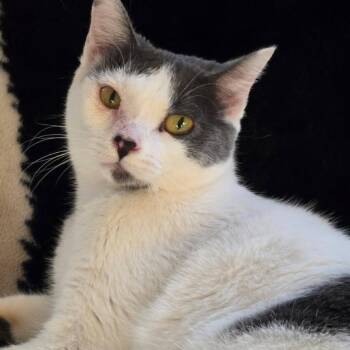 Domestic Short Hair Cats Available for Adoption - Dobie | PetCurious