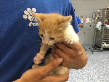 Domestic Short Hair Cats Available for Adoption - RONALD | PetCurious