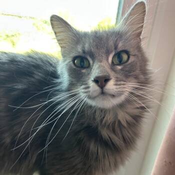 Domestic Medium Hair Cats Available for Adoption in Costa Mesa, California - Poet | PetCurious