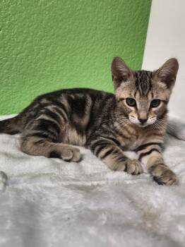 Minnie -  Domestic Short Hair Cat for Adoption in Diamond Springs, California - Minnie | PetCurious