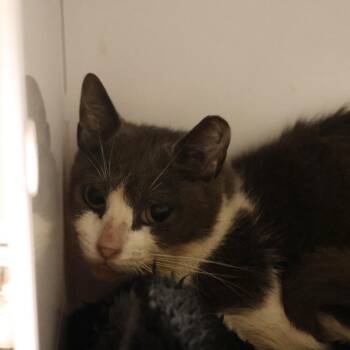 Toasted Almond -  Domestic Short Hair Cat for Adoption in Briarcliff Manor, New York - Toasted Almond | PetCurious