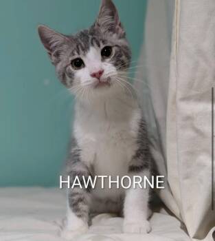 Hawthorne -  Domestic Short Hair Cat for Adoption in Gorham, Maine - Hawthorne | PetCurious