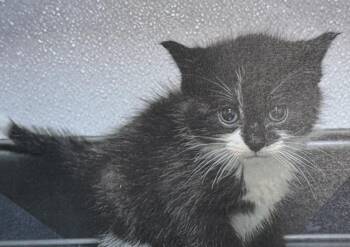 Snuffleupagus -  Domestic Short Hair Cat for Adoption in Fort Madison, Iowa - Snuffleupagus | PetCurious