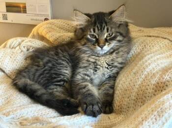 Taylor -  Tabby Cat for Adoption in Midland, Michigan - Taylor | PetCurious