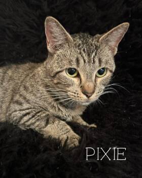 Rescue Tabby Cats for Adoption in Fort Worth, Texas - Pixie | PetCurious