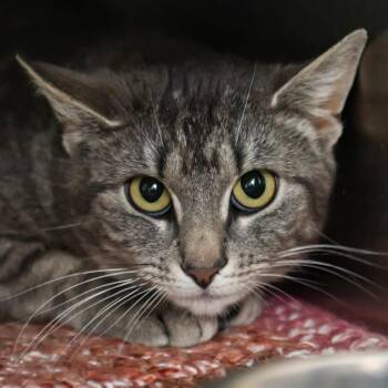 Domestic Short Hair Cats Available for Adoption in Middletown, Rhode Island - Silverberry | PetCurious