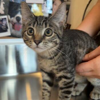 Meowly Cyrus -  Domestic Short Hair Cat for Adoption in Louisville, Kentucky - Meowly Cyrus | PetCurious