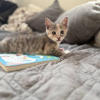 Bella -  Domestic Medium Hair Cat for Adoption in Charlotte, North Carolina - Bella | PetCurious