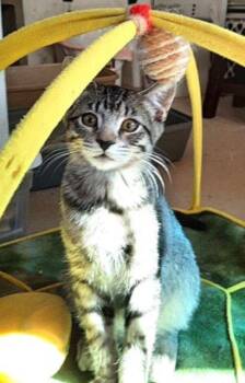 Kitten Harmony -  Domestic Short Hair Cat for Adoption in Seal Beach, California - Kitten Harmony | PetCurious