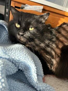 Domestic Long Hair Cats Available for Adoption in Gorham, Maine - Tayo | PetCurious