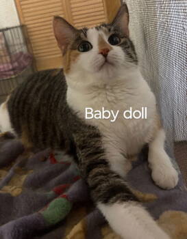 Rescue Calico and Domestic Short Hair Cats for Adoption in Niles, Michigan - Babydoll | PetCurious