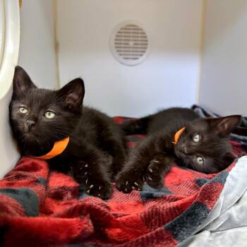 Elijah -  Domestic Short Hair Cat for Adoption in Woodinville, Washington - Elijah | PetCurious