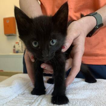 Gentle Dragonfruit 15 -  Domestic Short Hair Cat for Adoption in Austin, Texas - Gentle Dragonfruit 15 | PetCurious