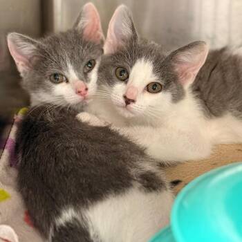 Stormy Clouds -  Domestic Short Hair Cat for Adoption in Cumming, Georgia - Stormy Clouds | PetCurious