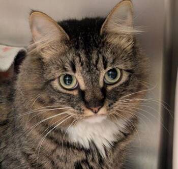 Domestic Medium Hair and Domestic Short Hair Cats Available for Adoption - Iced Tea | PetCurious