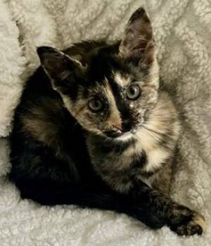 Tia -  Tortoiseshell Cat for Adoption in Bow, Washington - Tia | PetCurious