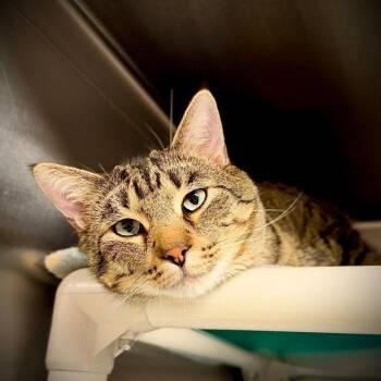 Freddy--In Foster -  Domestic Short Hair Cat for Adoption in Fargo, North Dakota - Freddy--In Foster | PetCurious