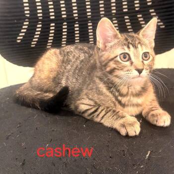 Domestic Short Hair Cats Available for Adoption in Grantsville, Utah - Cashew | PetCurious