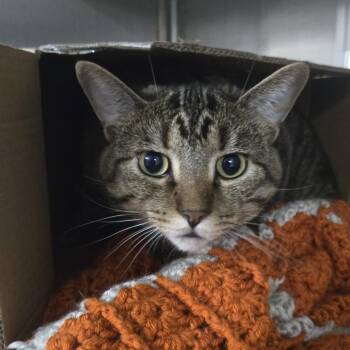 Abbey Road -  Domestic Short Hair Cat for Adoption in Dearborn, Michigan - Abbey Road | PetCurious