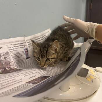 Maple Syrup -  Domestic Short Hair Cat for Adoption in Columbia, Missouri - Maple Syrup | PetCurious