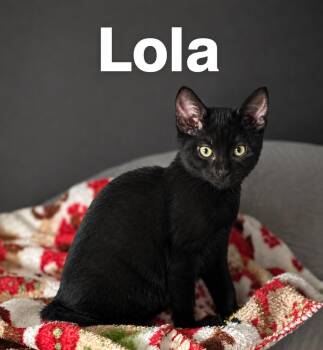 Lola -  Domestic Short Hair Cat Available for Adoption in Zephyrhills, Florida - Lola | PetCurious
