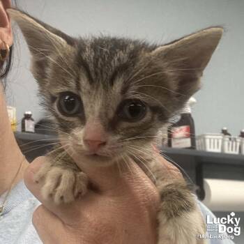 Domestic Short Hair Cats Available for Adoption in Washington, District Of Columbia - Cowboy | PetCurious