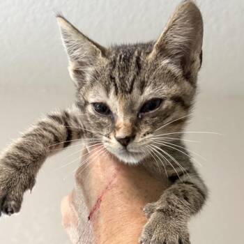 Hazel -  Domestic Short Hair Cat for Adoption in San Diego, California - Hazel | PetCurious