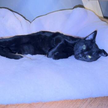 Rescue Domestic Short Hair Cats for Adoption in Ephrata, Pennsylvania - Tommy | PetCurious