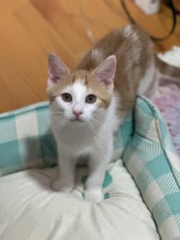 Rescue Domestic Short Hair Cats for Adoption in Albany, New York - Las Vegas | PetCurious