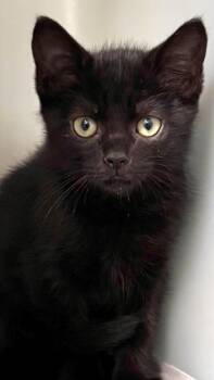 Tadpole 978-26 -  Domestic Short Hair Cat for Adoption in Cumming, Georgia - Tadpole 978-26 | PetCurious